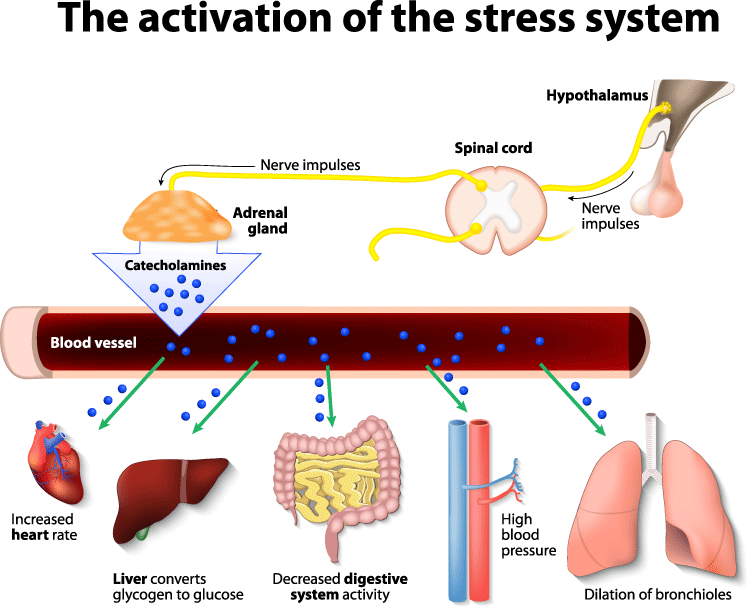 stress adrenals