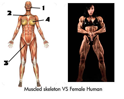 Pictures of Muscled skeleton verses Female human