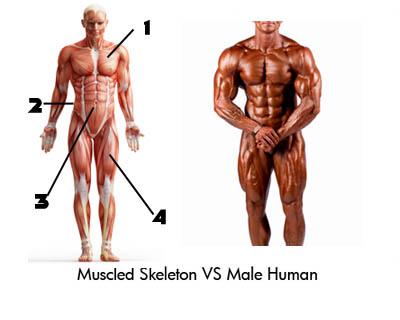 Muscled Skeleton Versus Male Human