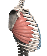 3d serratus anterior shoulder muscle