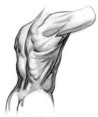 Lower Back Muscles Rendered Drawing
