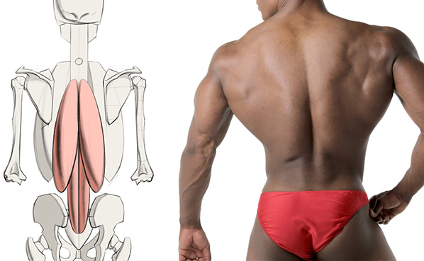 Erector Spinae Medial Form Anatomy