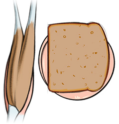 brachialis bologna along the edge