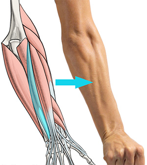 extensor carpi ulnaris muscle