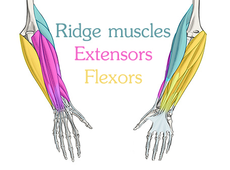 ridge muscles extensors flexors groups