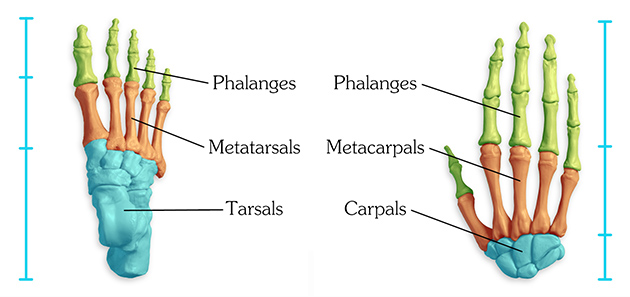 Labeled foot and hand comparison