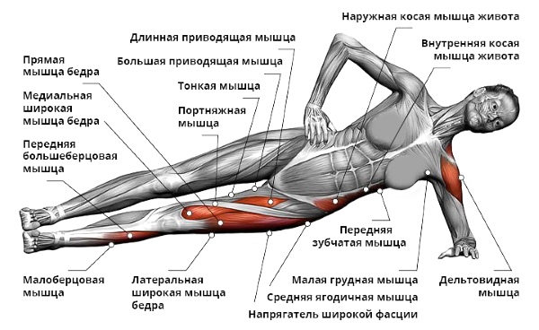 Работа мышц при упражнении "Планка"